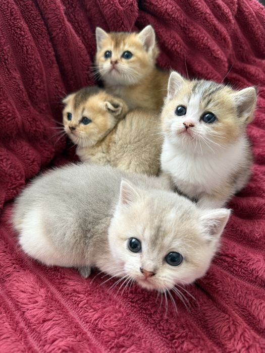 Шотландские котята
