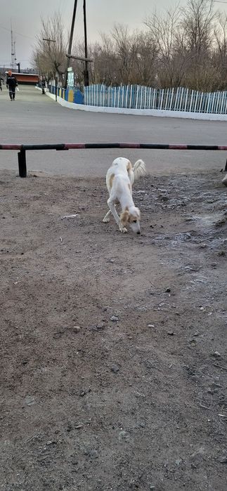 Потеряшка наверно