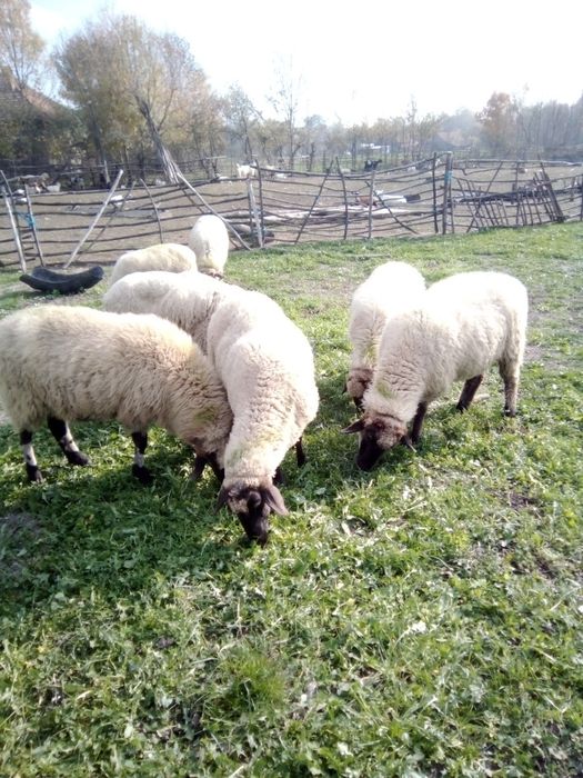 Vând oi și capre și iezi și miei și Juncă