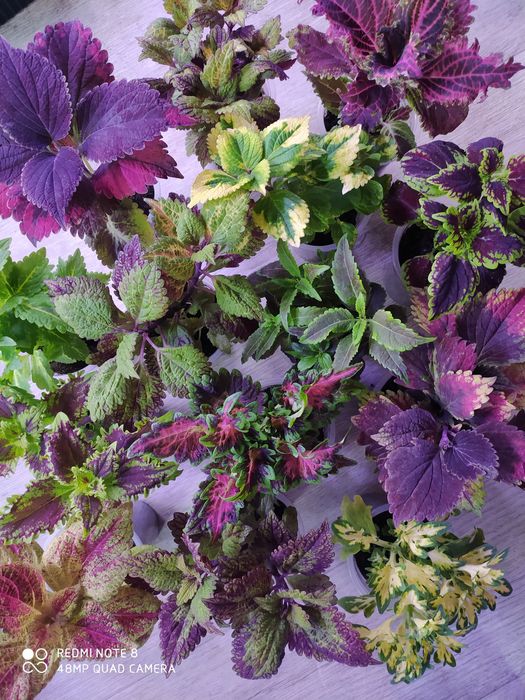 Колеусы вегетативные