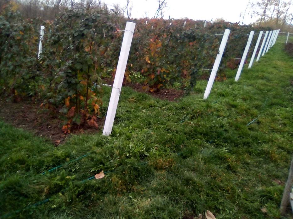 Vând butași mure fara spini Thornfree din plantație proprie