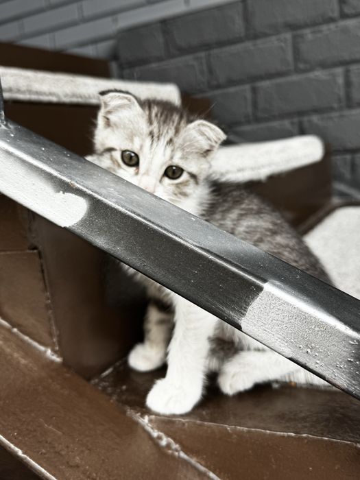 Отдам котенка серенького