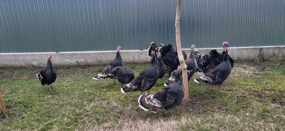 Vand curci si curcani