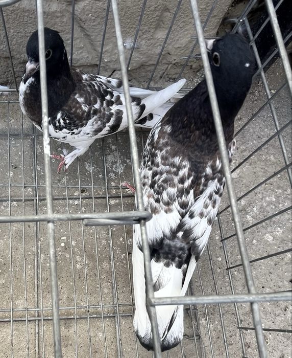 Продам голубей(молодняк)