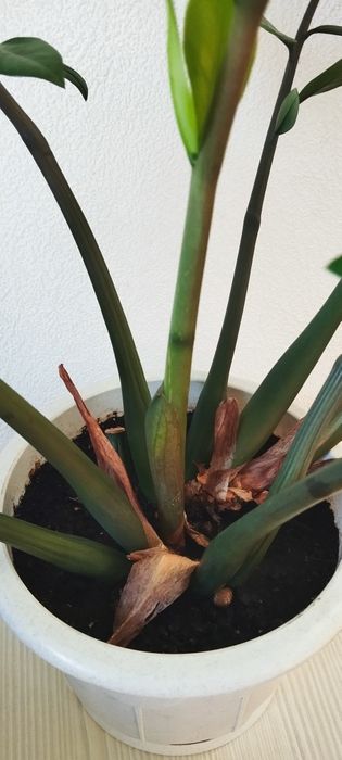 Пальму , Замиокулькас - долларовое дерево