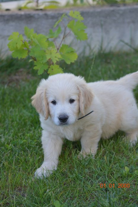 Golden retriever
