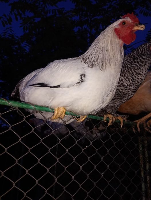 Cocos Brahma , de 4 luni.