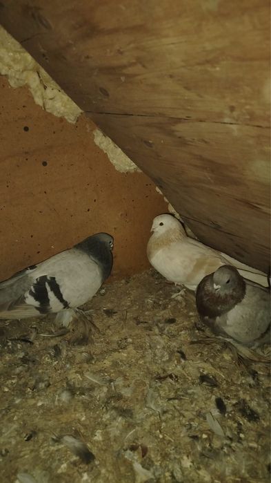 Голуби разных пород