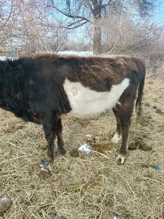 Обмен жоқ ақшалай керек