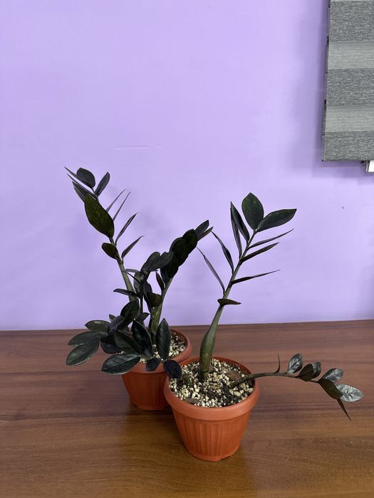 Замиакулькас black и сансевиерия