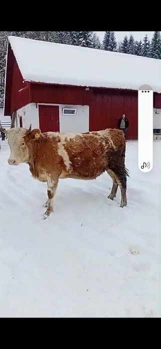 Junincă de vânzare