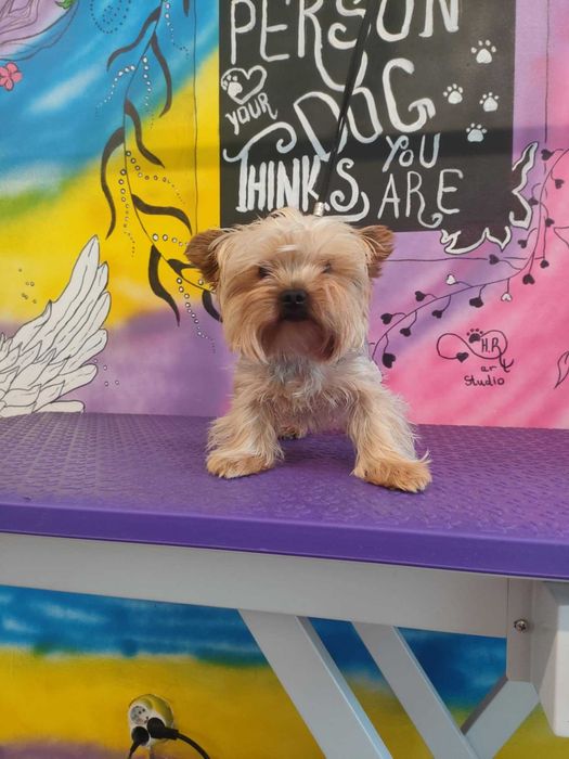 Груминг и разходки за домашни любимци