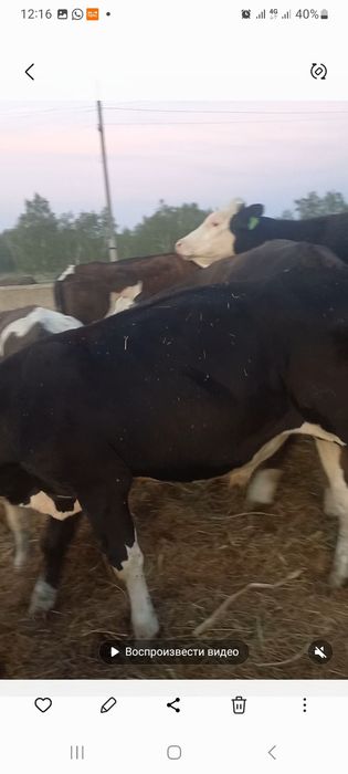 Продам бычков 25 галов