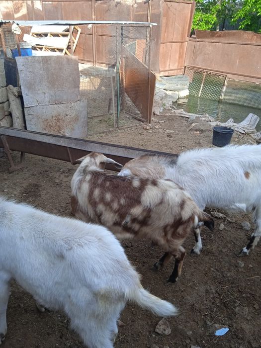 Продаются    козы