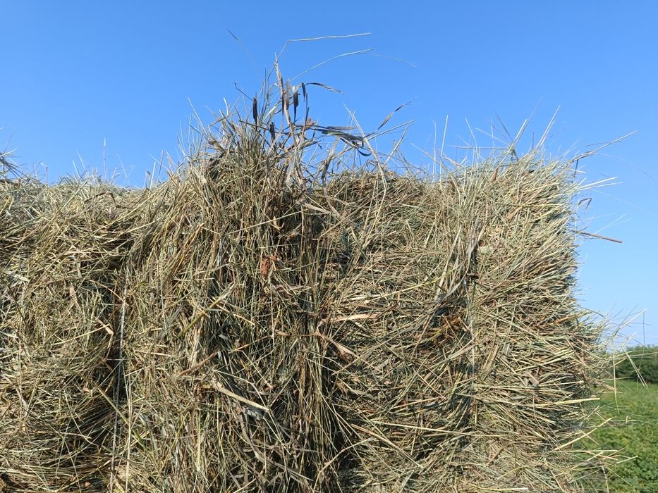 продам сено рулоны, квадратные тюки