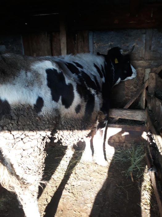 Vaca baltata romaneasca -gestanta