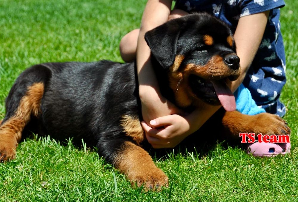 Щенки ротвейлера ADRK линия