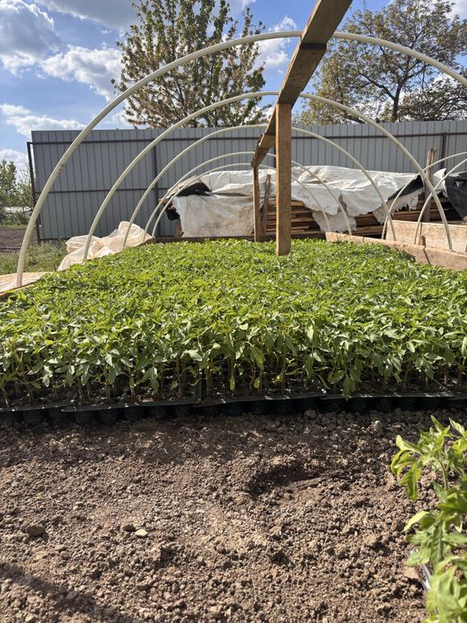 Răsaduri de vanzare