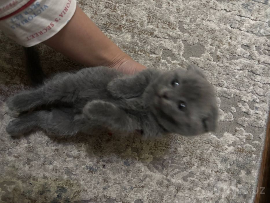 скотиш фолд дети