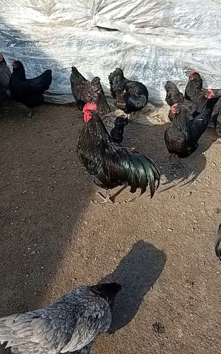 Pui de gaina  australorp