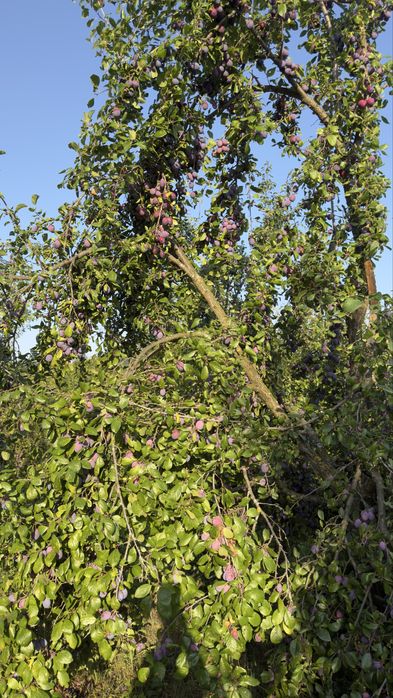 Prune pentru tuica