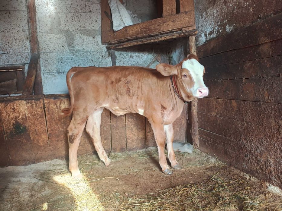 Vaca și vițică de vinzare