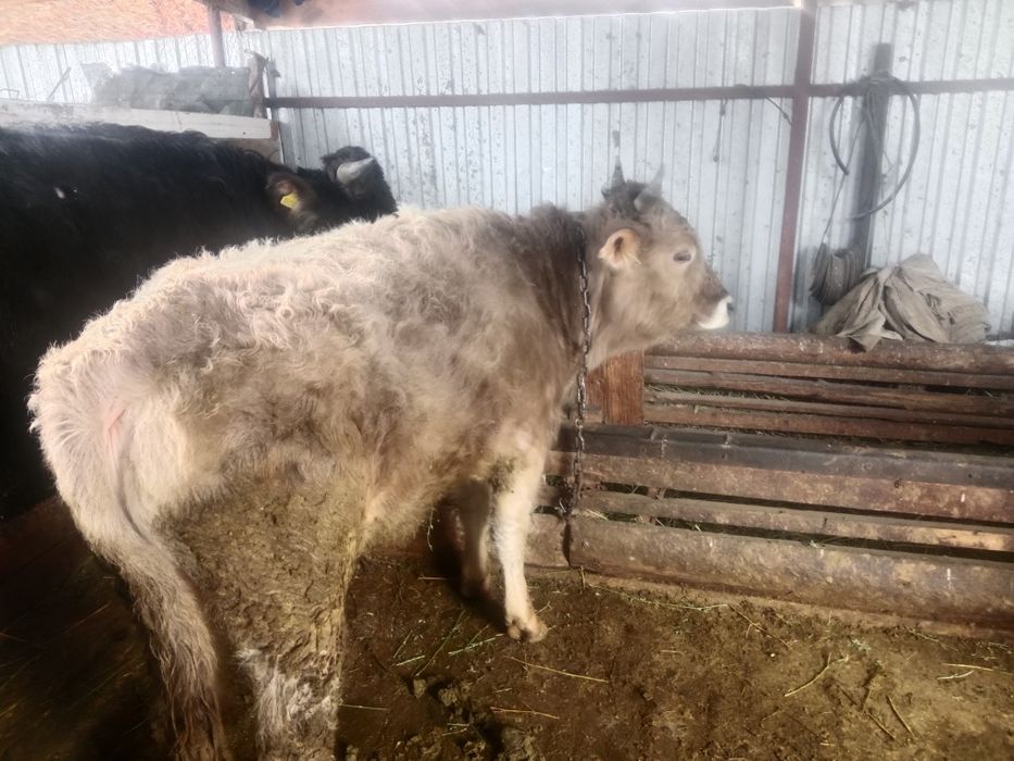 Продам два бычка