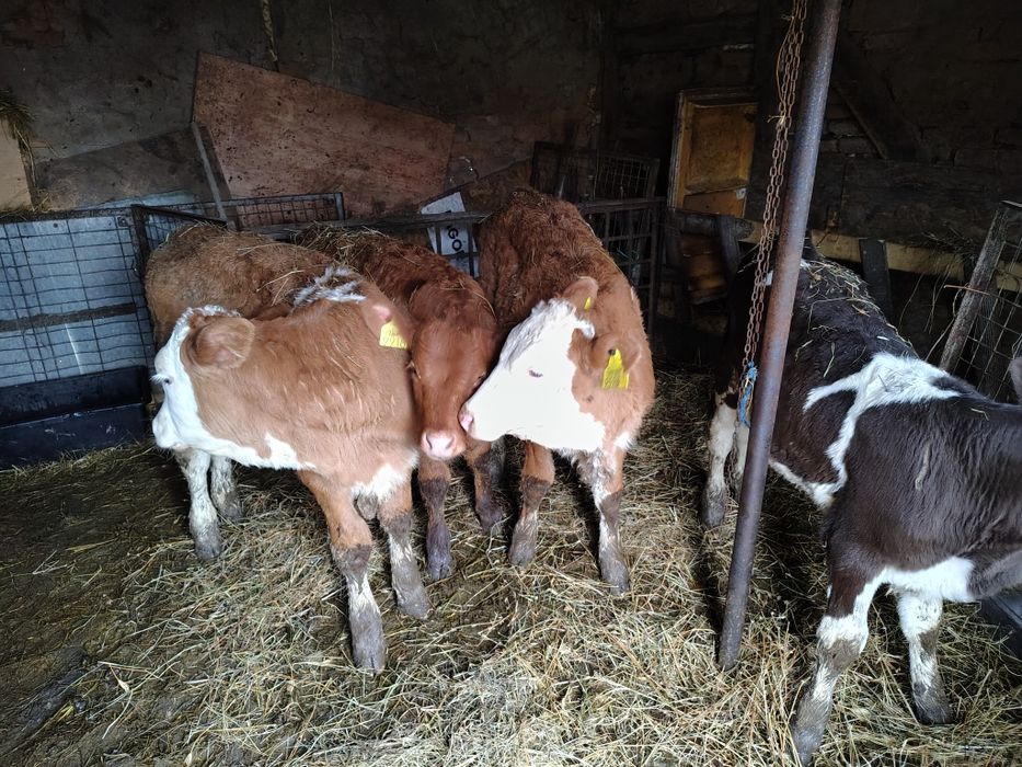 De vânzare vitele intarcate