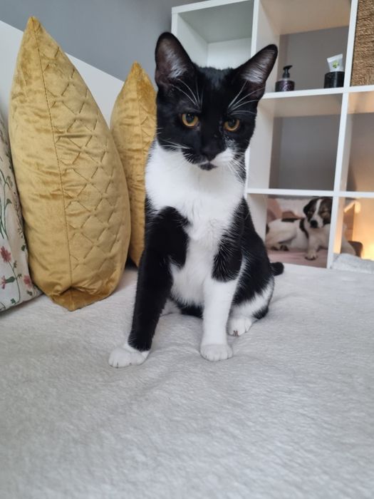 Търси осиновители