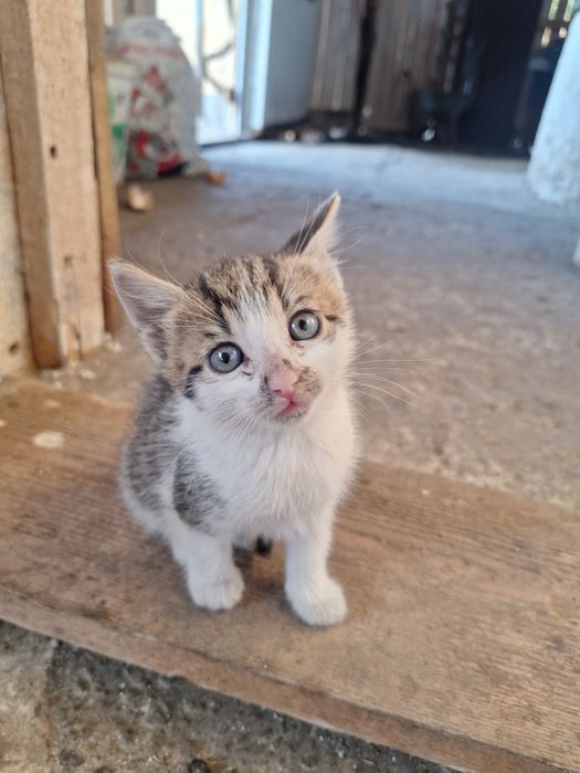 Donez pui pisici