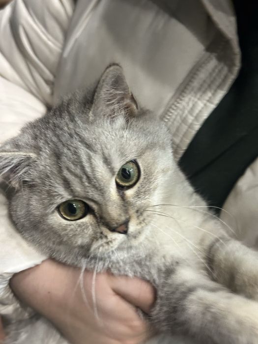 Toza shinshilla mushugi