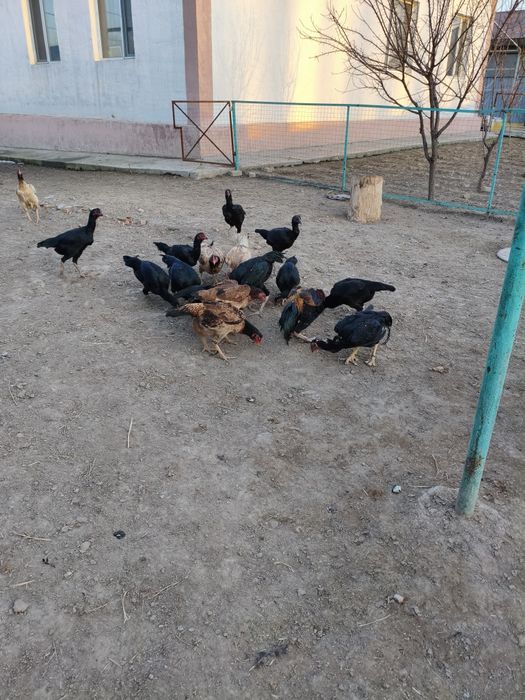 Дакан тауыктар сатылады.