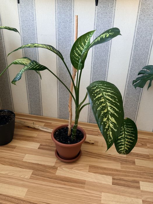 Домашние растения
