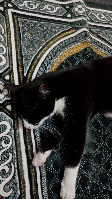 Mushuk zotdor chiroyli