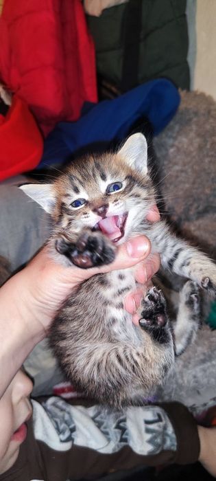 Отдам котят в добрые руки