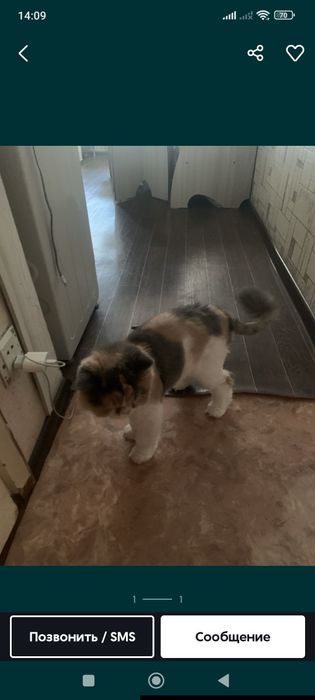 Перс классик девочка,в хорошие руки