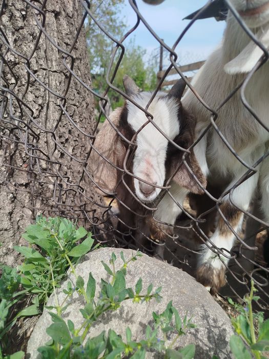 Козлята и козочки