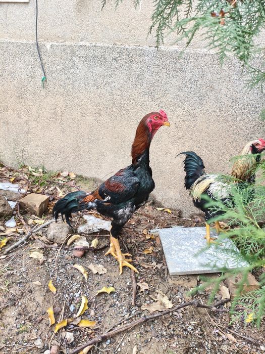 Продается бойцовский петух