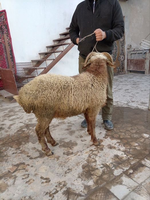 Qoʻchqor sotiladi Buxoro shaharda