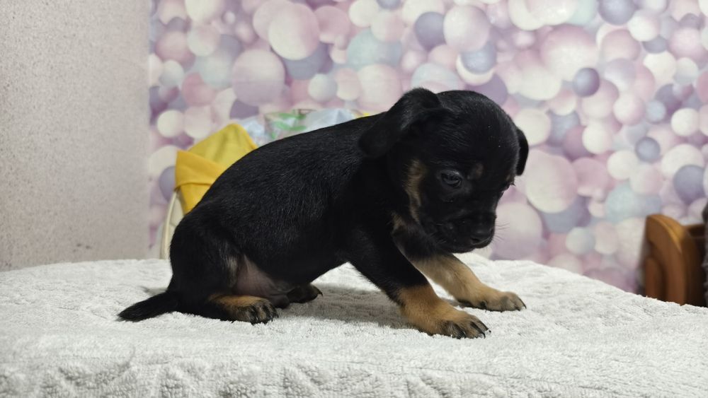 Продам щенков французского бульдога метисы !!