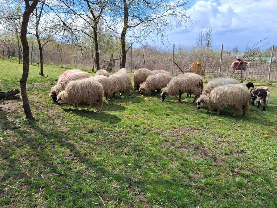 Oi de vanzare cu miei