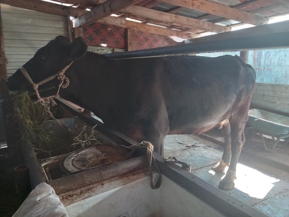 Продам корова 2 отель крупный