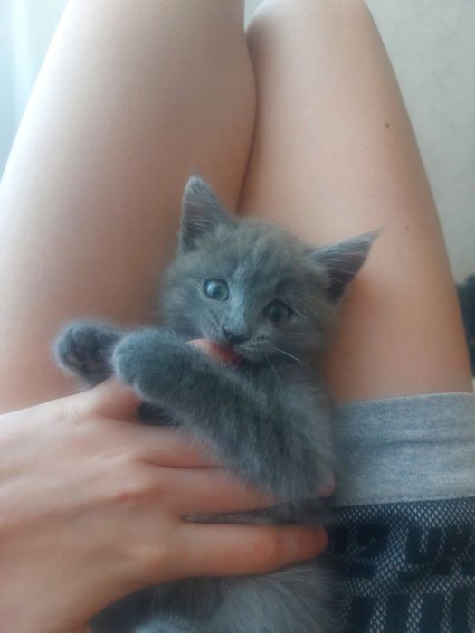 кошка, 3 месяца,шотландская премаухоя кошка