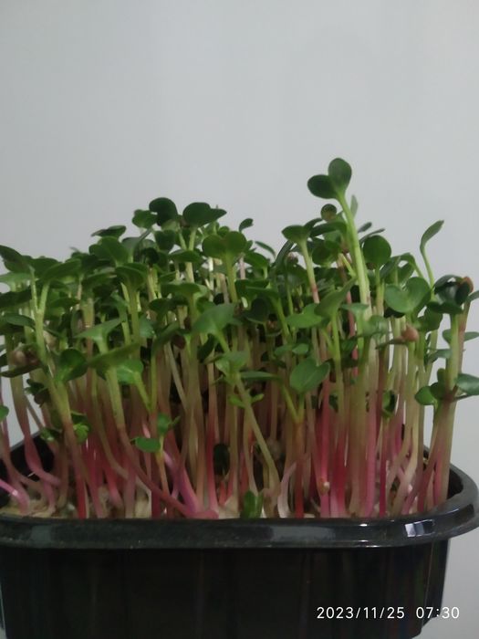 Микрозелень редис (зелёный)