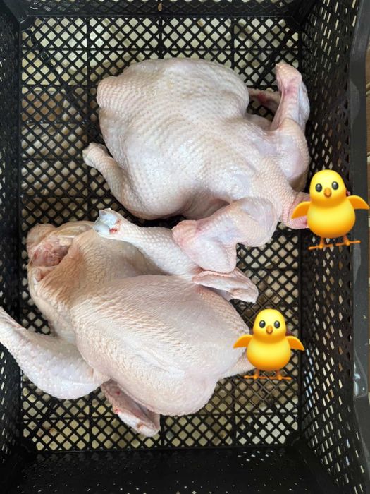 Бройлер домашний