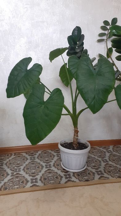 Комнатные растения