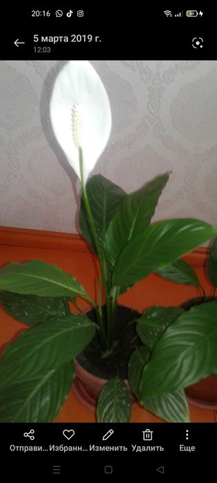 Продаются комнатные цветы