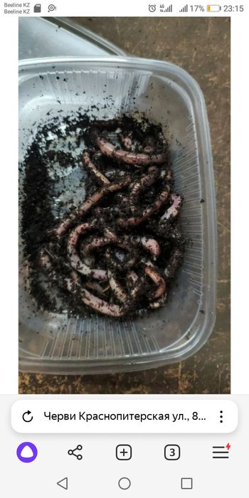 Червей для рыбалки