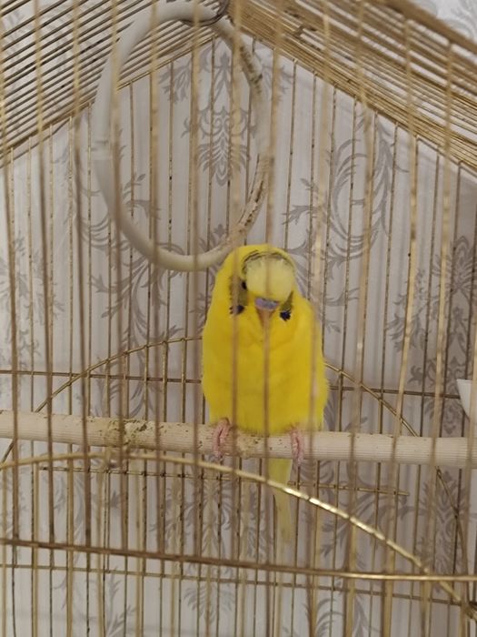 Продам Попугая с клеткой