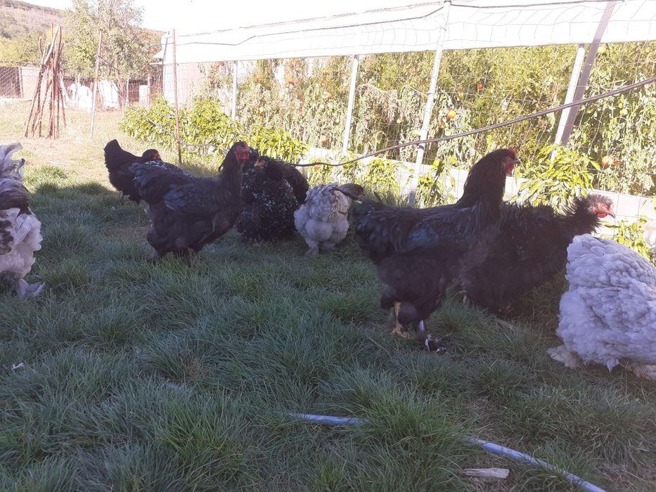 Cocosi și gaini brahma și cochinchina